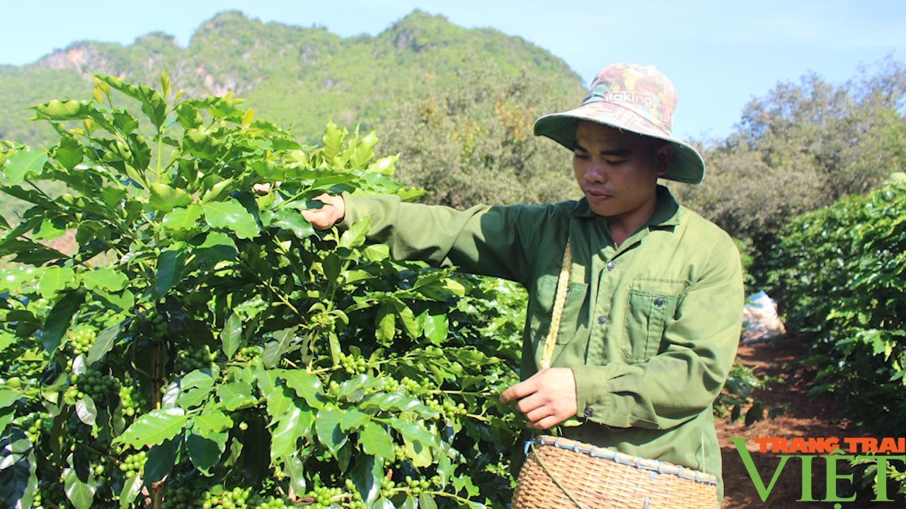 Nông dân Sơn La đẩy mạnh áp dụng tiến bộ khoa học kỹ thuật vào canh tác cà phê - Ảnh 3.