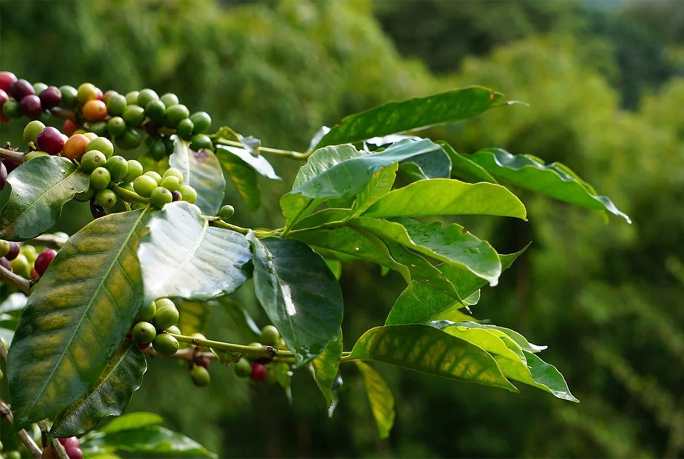 Giá cà phê tăng mạnh cuối tuần, cà phê Robusta tiếp tục lập kỷ lục, tạo đỉnh mới - Ảnh 3.