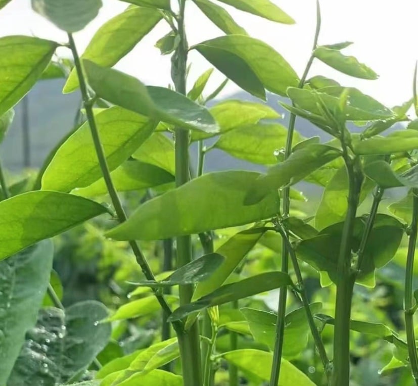 Loại rau có kali gấp 3 lần dưa chuột, thanh nhiệt, cải thiện giấc ngủ, ngừa loãng xương, xào tỏi cực thơm - Ảnh 1.