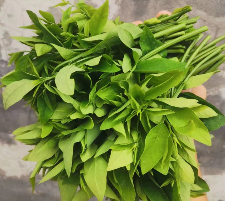 Loại rau có kali gấp 3 lần dưa chuột, thanh nhiệt, cải thiện giấc ngủ, ngừa loãng xương, xào tỏi cực thơm - Ảnh 2.
