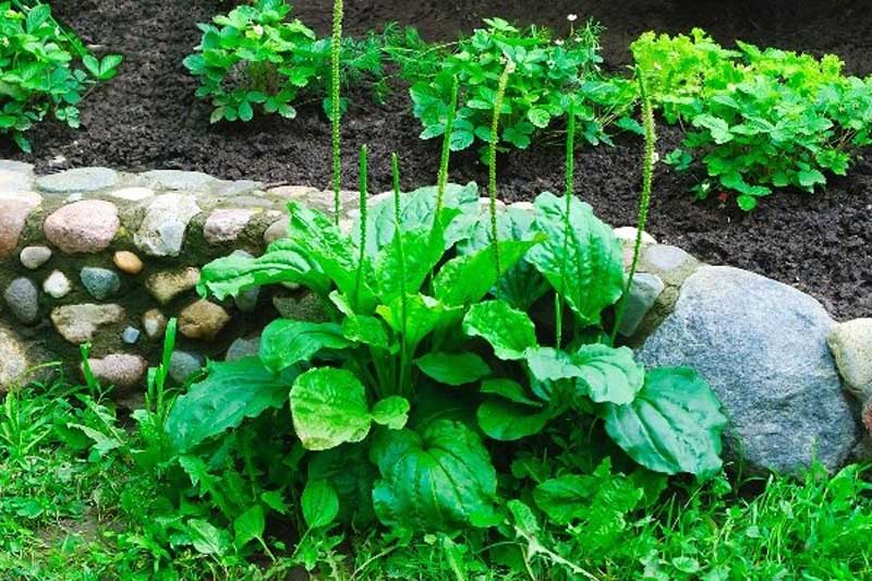 Loại rau dại đầy đường, chả ai ngó tới, giúp giải độc, tốt cho dạ dày, nhiều chất chống oxy hóa- Ảnh 5.