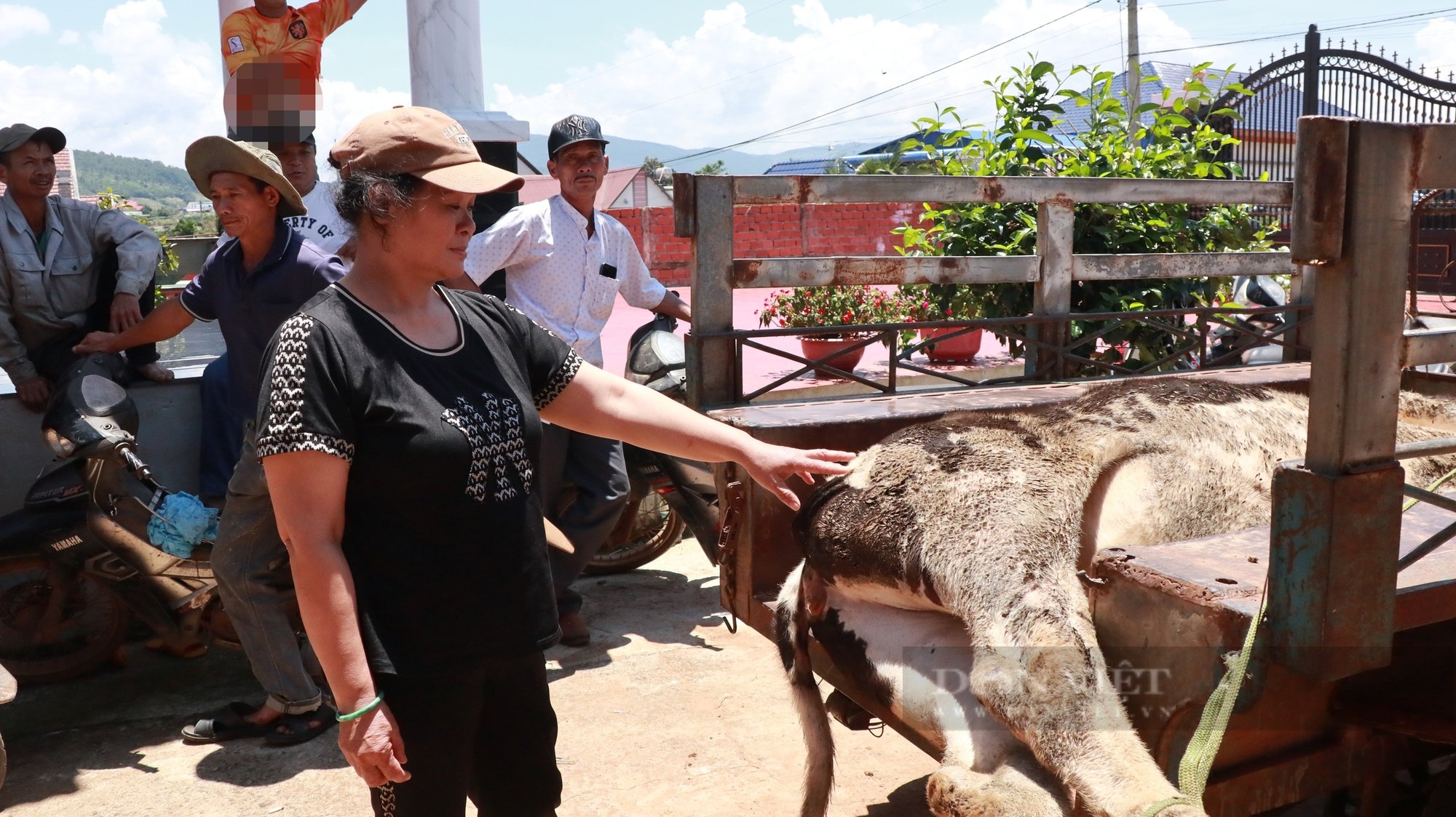 Vụ bò sữa ở Lâm Đồng tự dưng chết bất thường hàng loạt, Cục Thú y lên tiếng - Ảnh 1.