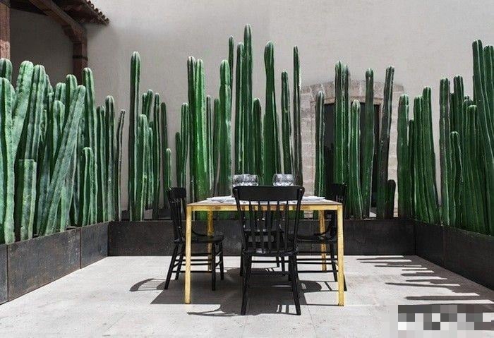 Cây cảnh "kình thiên", người khồng lồ xanh, hoa xinh như ngọc, thu hút may mắn, bảo vệ gia đình - Ảnh 5.