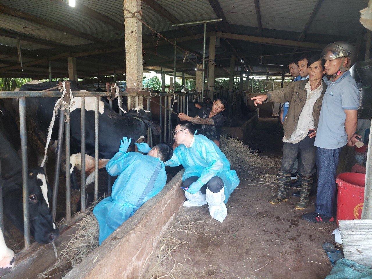 Vụ bò sữa chết hàng loạt sau tiêm vắc xin của Công ty Navetco: Số bò chết tiếp tục tăng lên - Ảnh 3.