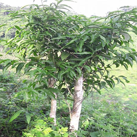 Lạ đời, loại cây này ở Việt Nam thân gỗ cao 5-7m, hái lá non bán đắt như tôm tươi, nấu chả cần mì chính - Ảnh 1.