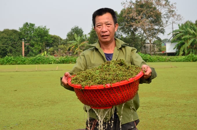 Đặc tính "kỳ diệu" của một loại bèo xưa có nhiều ở Việt Nam - Ảnh 4.