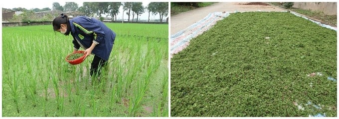 Đặc tính "kỳ diệu" của một loại bèo xưa có nhiều ở Việt Nam - Ảnh 3.