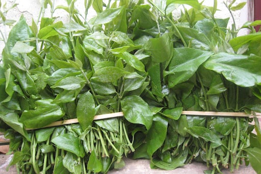 Lạ đời, loại cây này ở Việt Nam thân gỗ cao 5-7m, hái lá non bán đắt như tôm tươi, nấu chả cần mì chính - Ảnh 2.