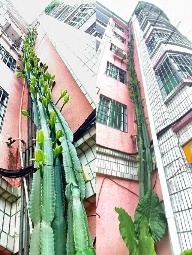 Cây cảnh "kình thiên", người khồng lồ xanh, hoa xinh như ngọc, thu hút may mắn, bảo vệ gia đình - Ảnh 3.