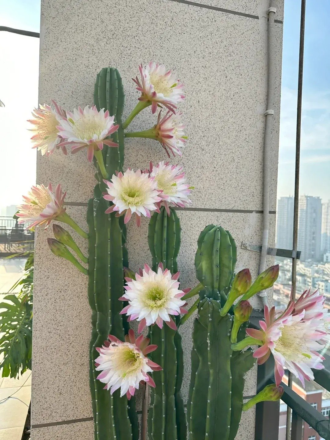 Cây cảnh "kình thiên", người khồng lồ xanh, hoa xinh như ngọc, thu hút may mắn, bảo vệ gia đình - Ảnh 14.