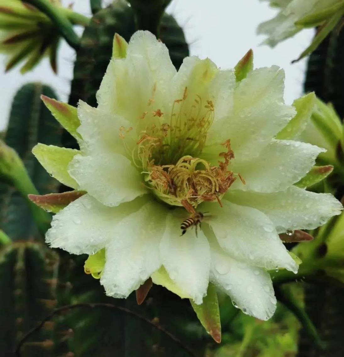 Cây cảnh "kình thiên", người khồng lồ xanh, hoa xinh như ngọc, thu hút may mắn, bảo vệ gia đình - Ảnh 9.