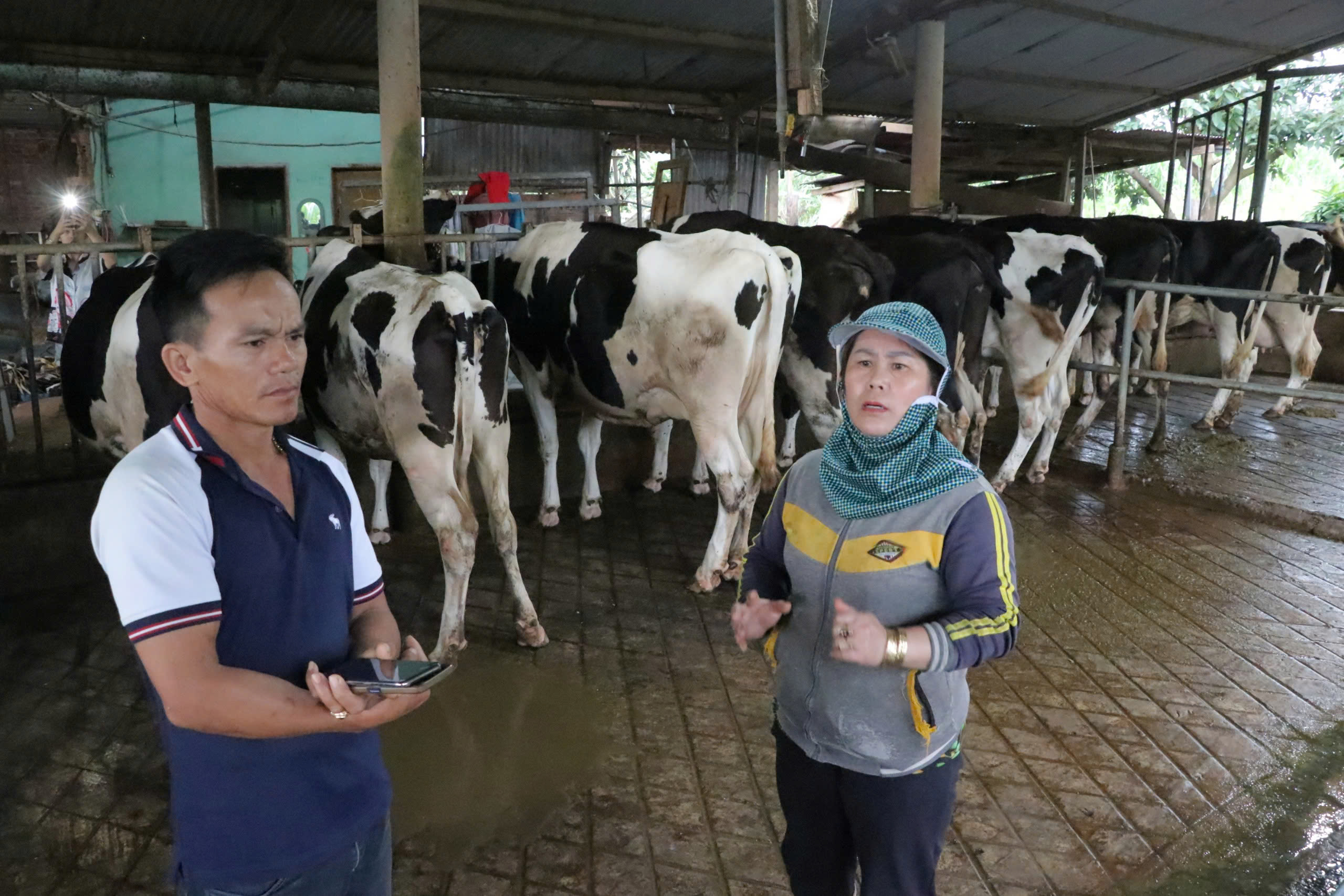 Bò sữa chết hàng loạt sau tiêm vaccine của Công ty Navetco: Navetco mới trúng thầu lần đầu, tiếp tục tìm nguyên nhân- Ảnh 3.