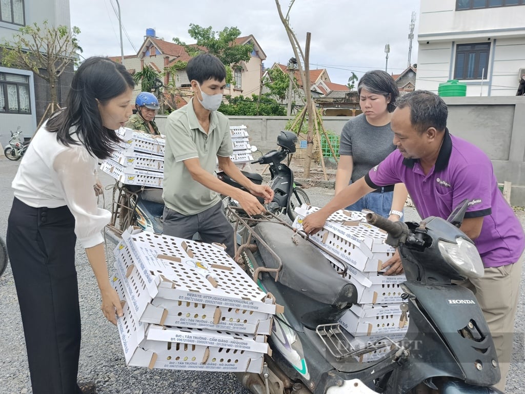 Đang nuôi vịt có lãi hàng trăm triệu đồng/năm, nhiều nông dân ở Hưng Yên còn muốn bán tín chỉ carbon cho thế giới- Ảnh 2.