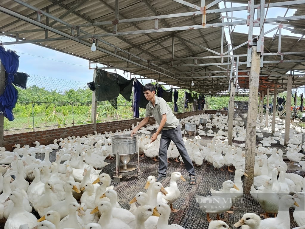 Đang nuôi vịt có lãi hàng trăm triệu đồng/năm, nhiều nông dân ở Hưng Yên còn muốn bán tín chỉ carbon cho thế giới- Ảnh 4.