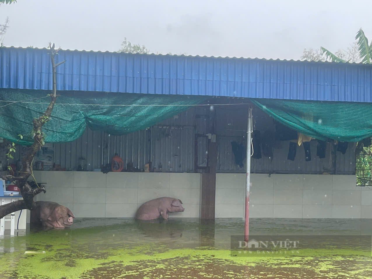 Tin mới nhất lũ trên sông Hồng tại Hà Nội và các sông Miền Bắc chiều nay 11/9: Đóng cửa khẩu phường Phú Thượng - Ảnh 4.