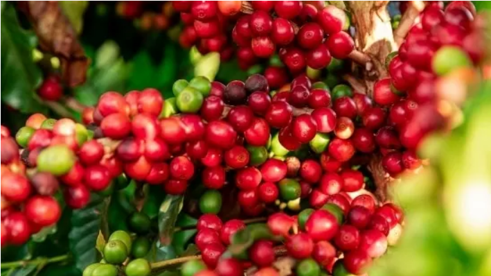 Robusta thế giới tiếp nối đà tăng, cao nhất gần 16 năm, cà phê trong nước đồng loạt đi lên - Ảnh 2.