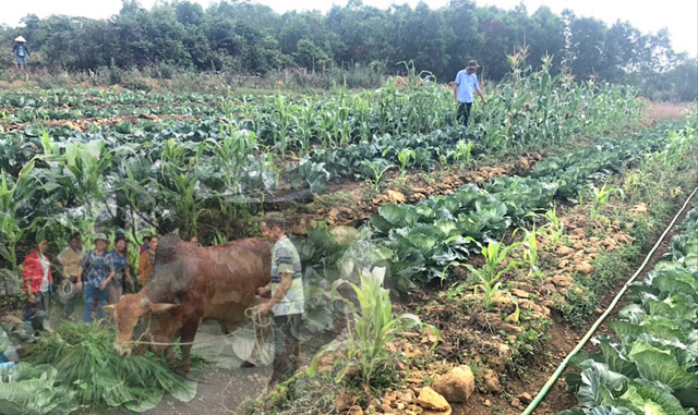 Quảng Ngãi xin điều chỉnh vốn sự nghiệp thực hiện Chương trình MTQG Giảm nghèo bền vững- Ảnh 1.