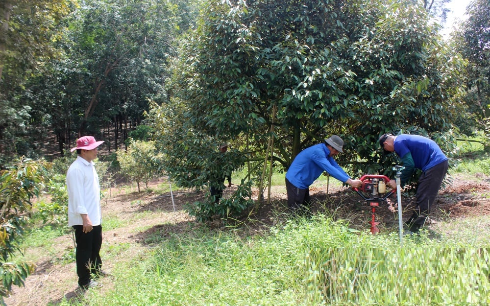 Ông nông dân trồng "loài cây quen thuộc" thu lãi nhẹ nhàng 2 tỷ đồng/năm- Ảnh 4. Ông nông dân trồng "loài cây quen thuộc" thu lãi nhẹ nhàng 2 tỷ đồng/năm- Ảnh 4.