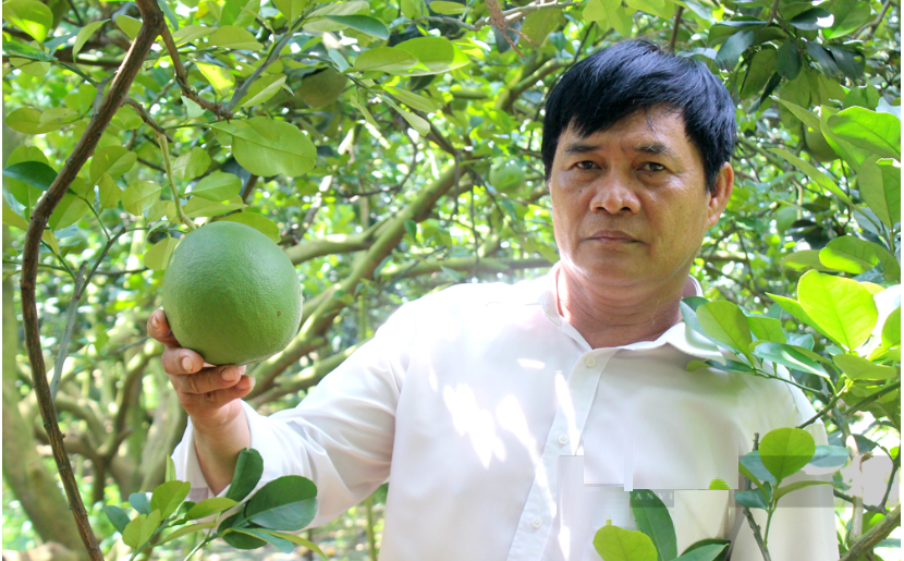 Ông nông dân trồng "loài cây quen thuộc" thu lãi nhẹ nhàng 2 tỷ đồng/năm- Ảnh 3. Ông nông dân trồng "loài cây quen thuộc" thu lãi nhẹ nhàng 2 tỷ đồng/năm- Ảnh 3.