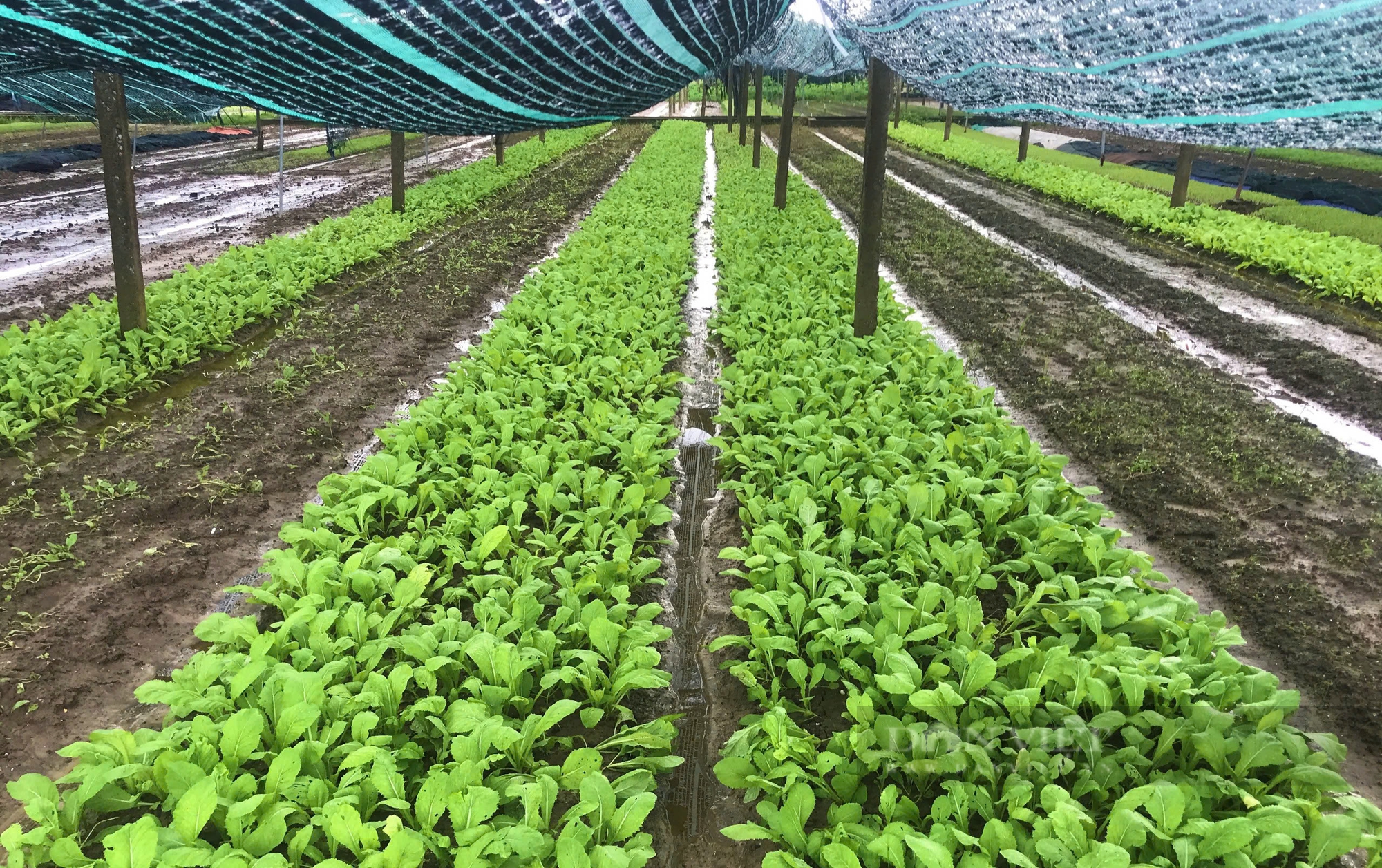 Bão số 4 đang hướng vào miền Trung: Bắt đầu có mưa lớn tại Quảng Bình, Quảng Trị, nhiều tỉnh cho học sinh nghỉ học - Ảnh 3.