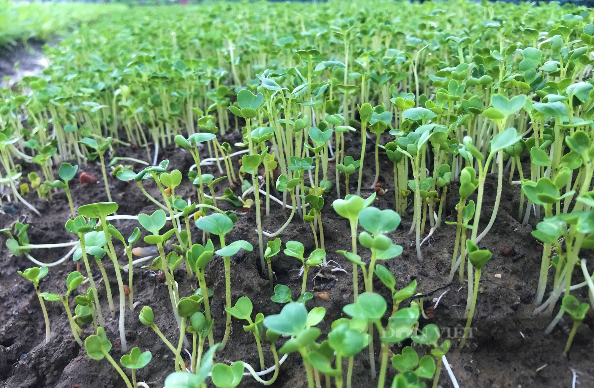 Bão số 4 đang hướng vào miền Trung: Bắt đầu có mưa lớn tại Quảng Bình, Quảng Trị, nhiều tỉnh cho học sinh nghỉ học - Ảnh 4.