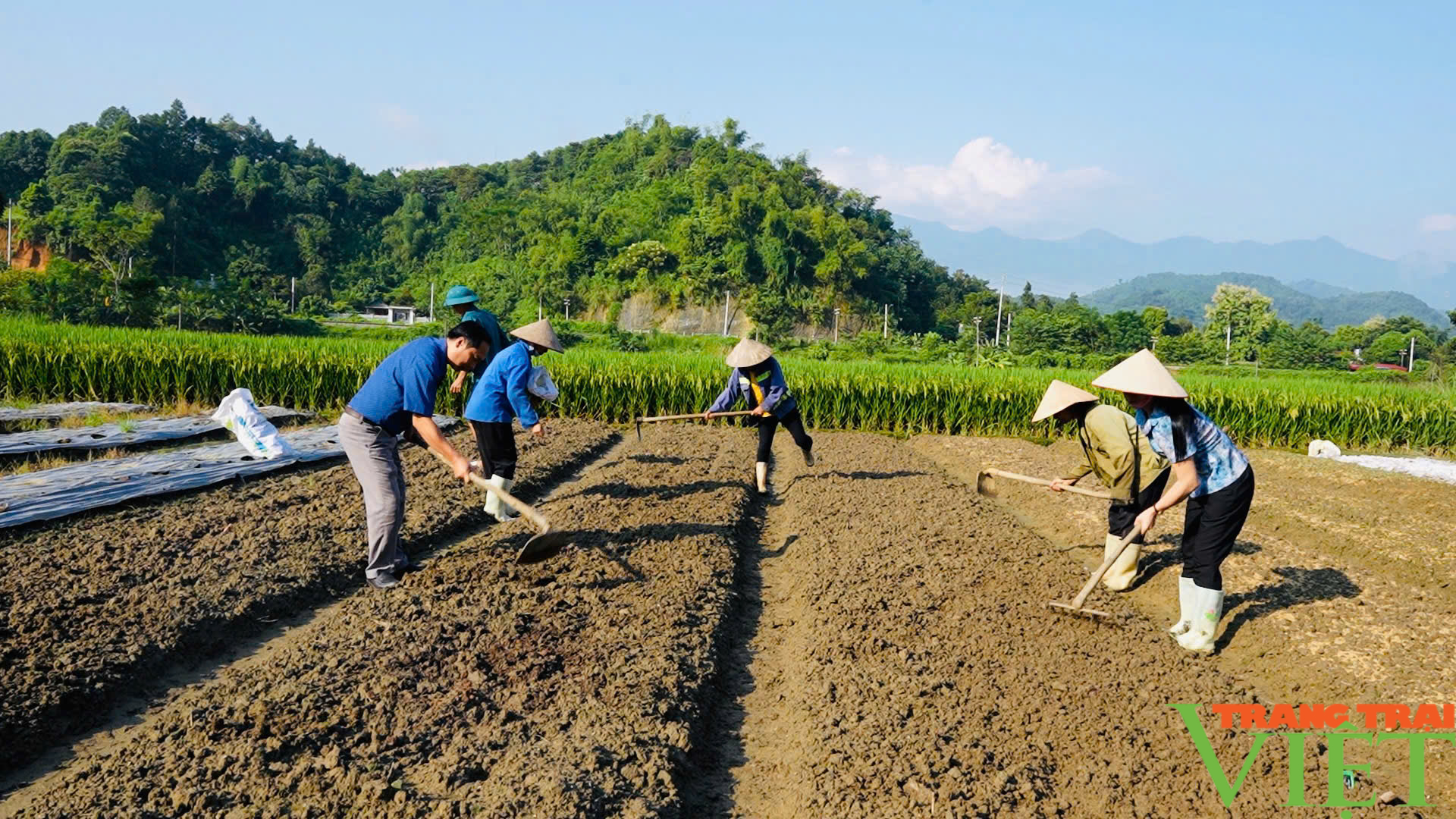 Nông dân Lào Cai khắc phục thiên tai, khôi phục sản xuất - Ảnh 1.