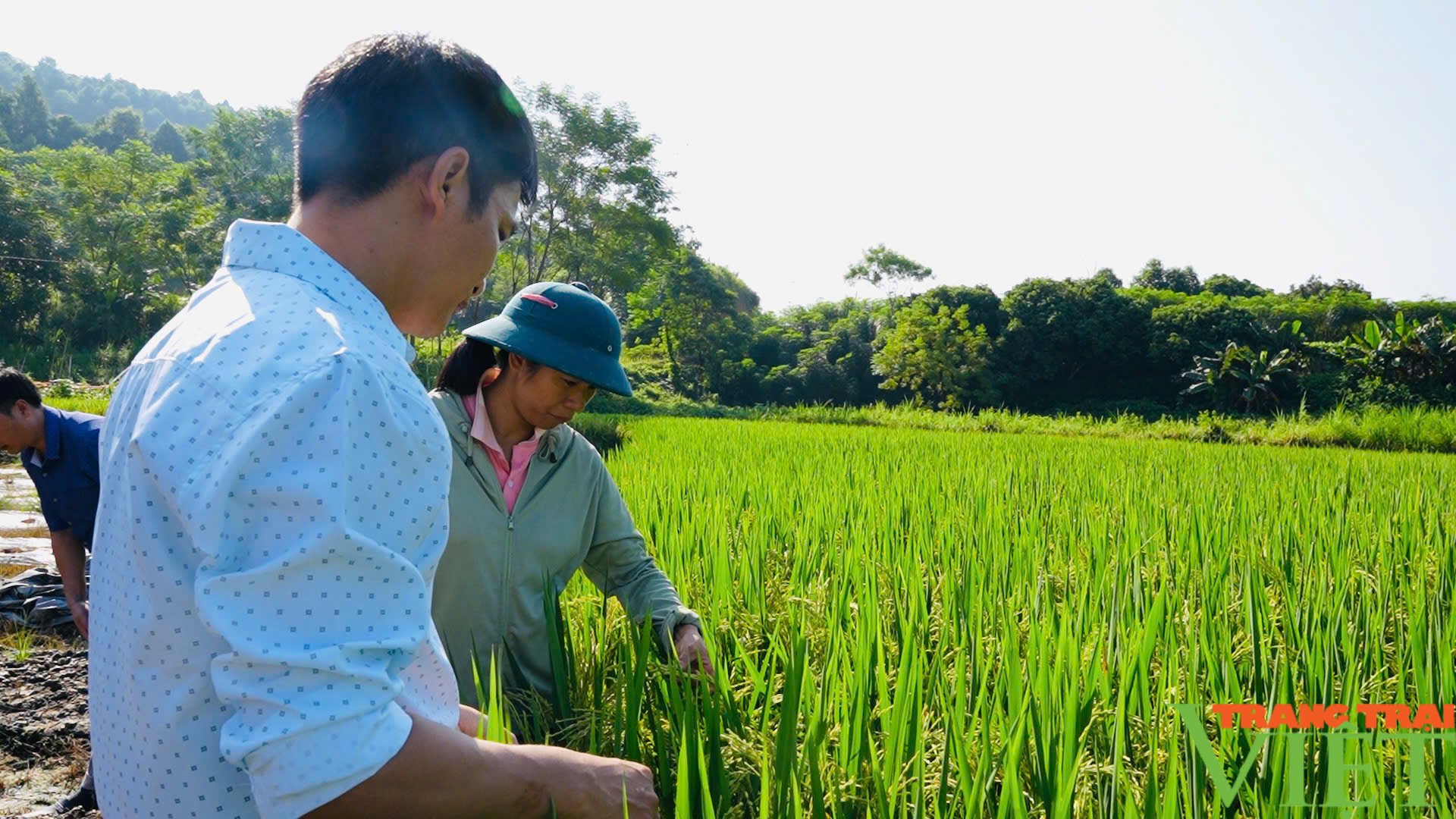 Nông dân Lào Cai khắc phục thiên tai, khôi phục sản xuất - Ảnh 4.