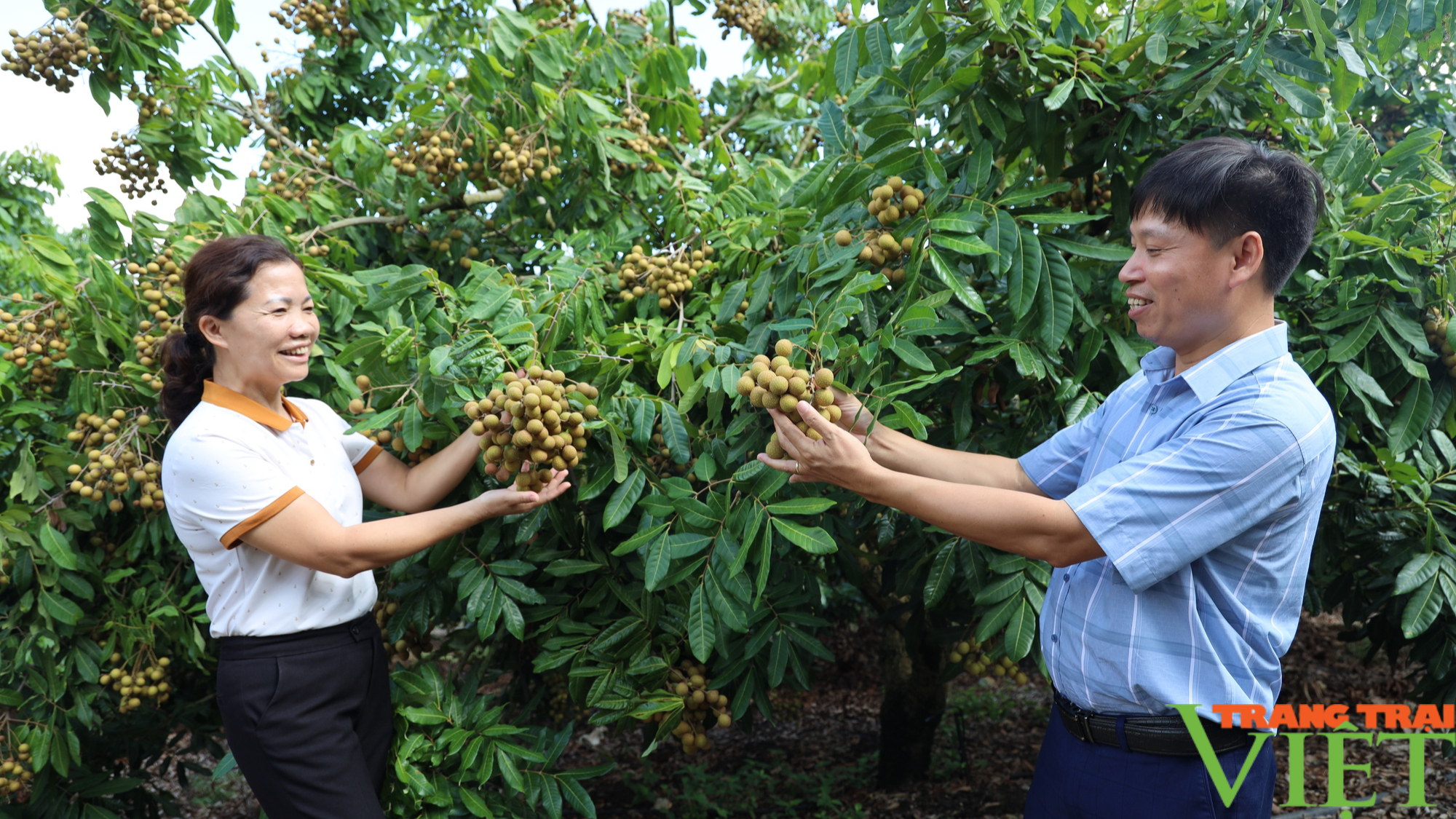 Nông dân Yên Châu thu nhập cao từ trồng cây nhãn trên đất dốc - Ảnh 3.