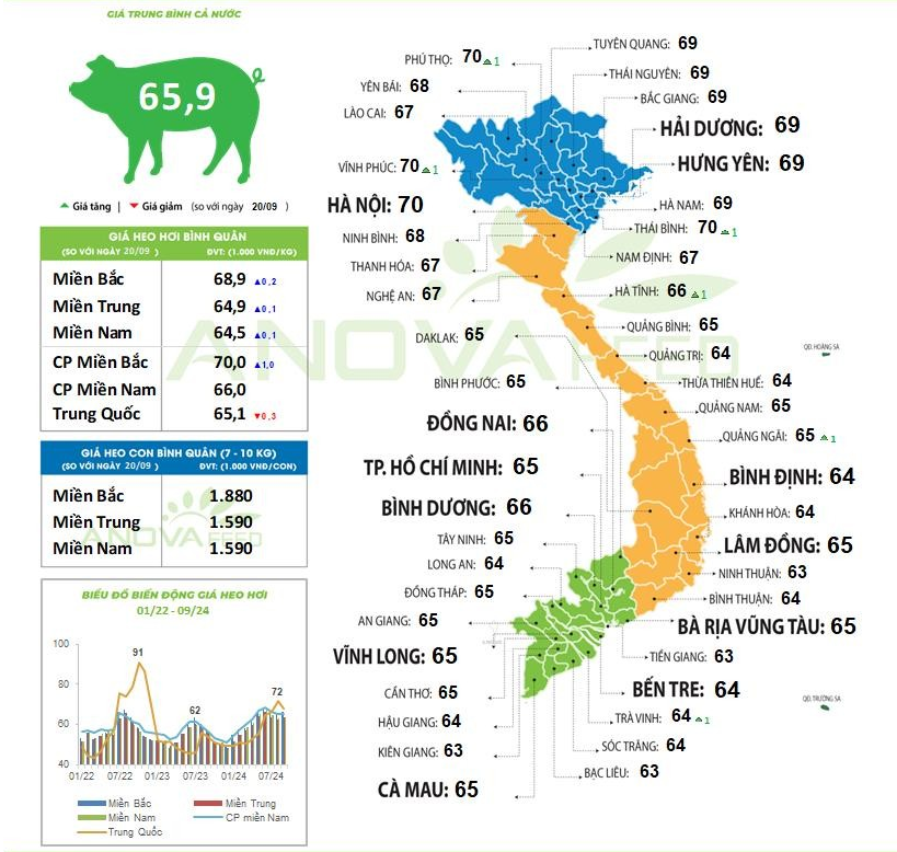 Thêm nhiều tỉnh có giá lợn hơi cán mốc 70.000 đồng/kg - Ảnh 1.