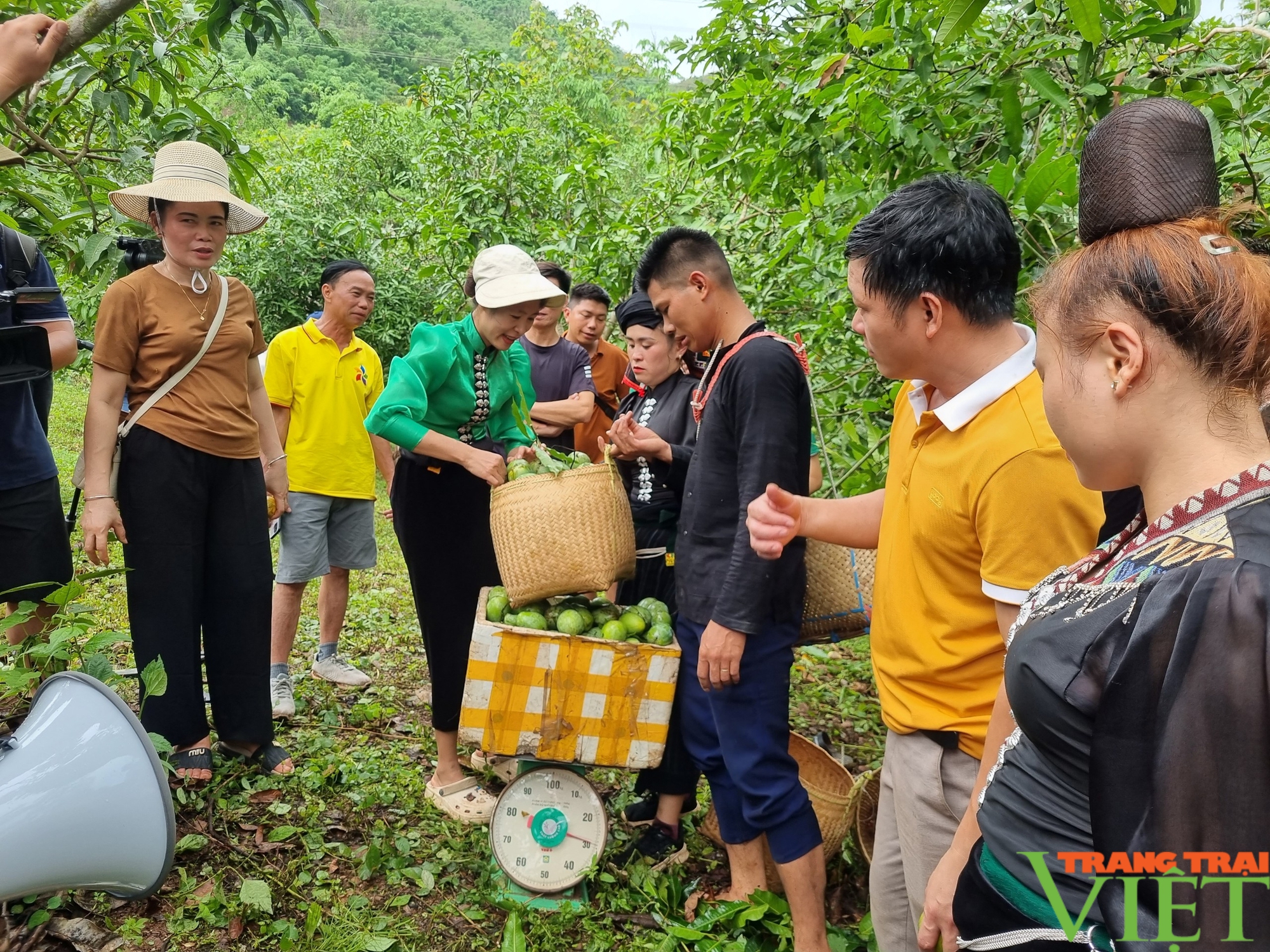 Yên Châu: Từ giống cầy trồng bạn địa, thành hàng hóa cung cấp cho siêu thị - Ảnh 4.