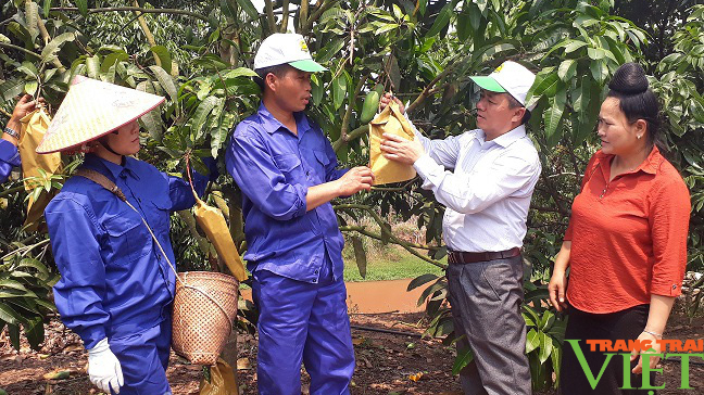 Yên Châu: Đẩy mạnh phát triển HTX, ngành nghề nông thôn, ứng dụng công nghệ cao trong sản xuất - Ảnh 6.