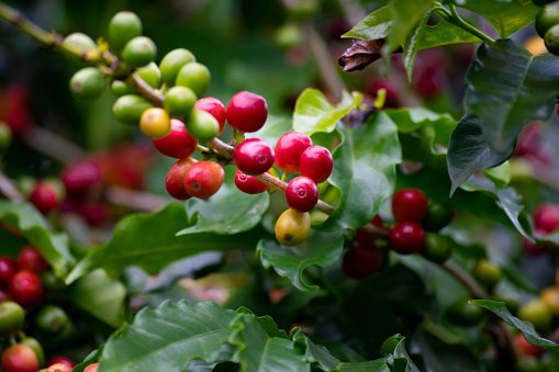 Robusta bật tăng mạnh, lợi thế lớn cho cà phê Việt Nam - Ảnh 3.