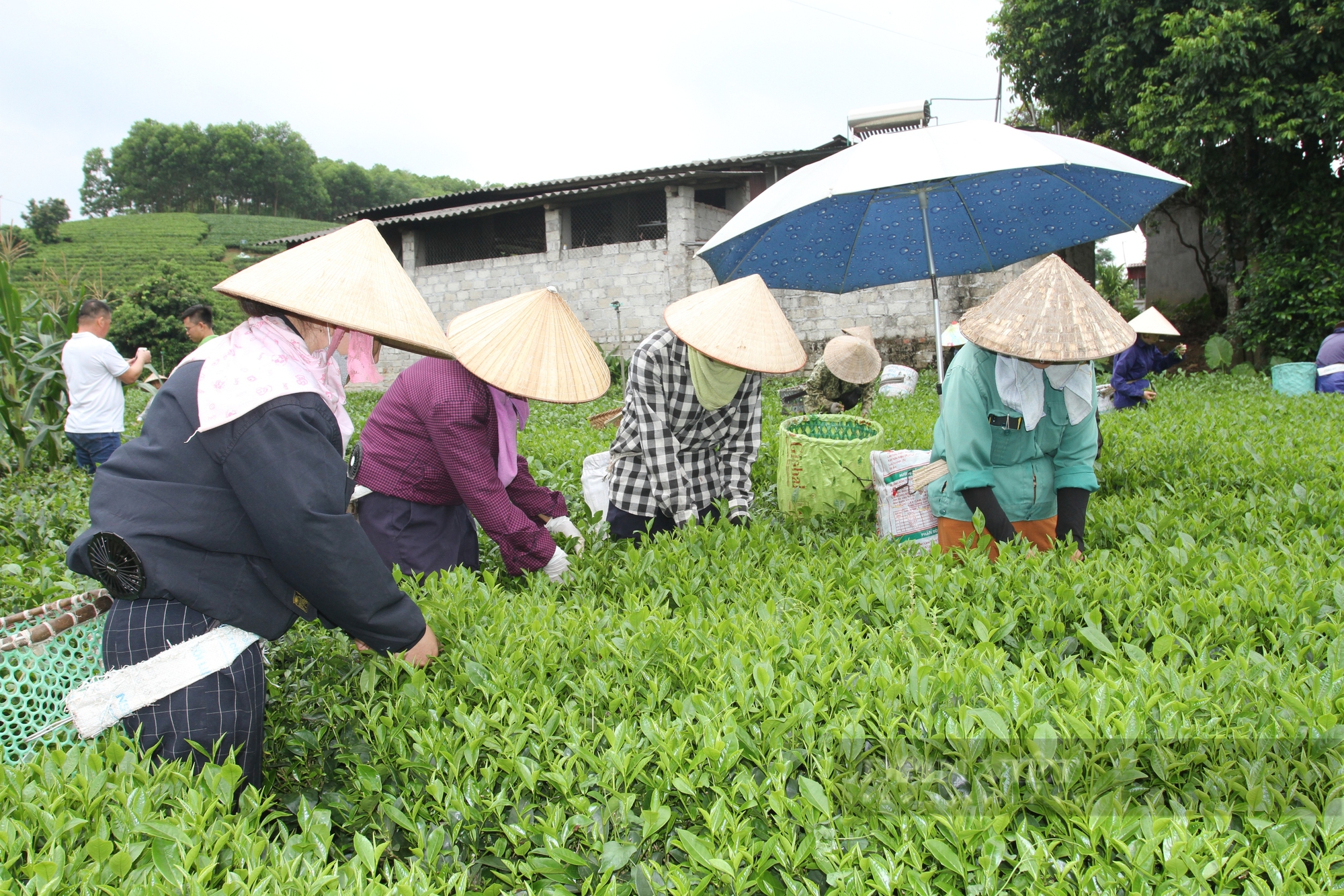 Thái Nguyên đầu tư gần 2.000 tỷ đồng phát triển kinh tế vùng đồng bào dân tộc thiểu số - Ảnh 2.