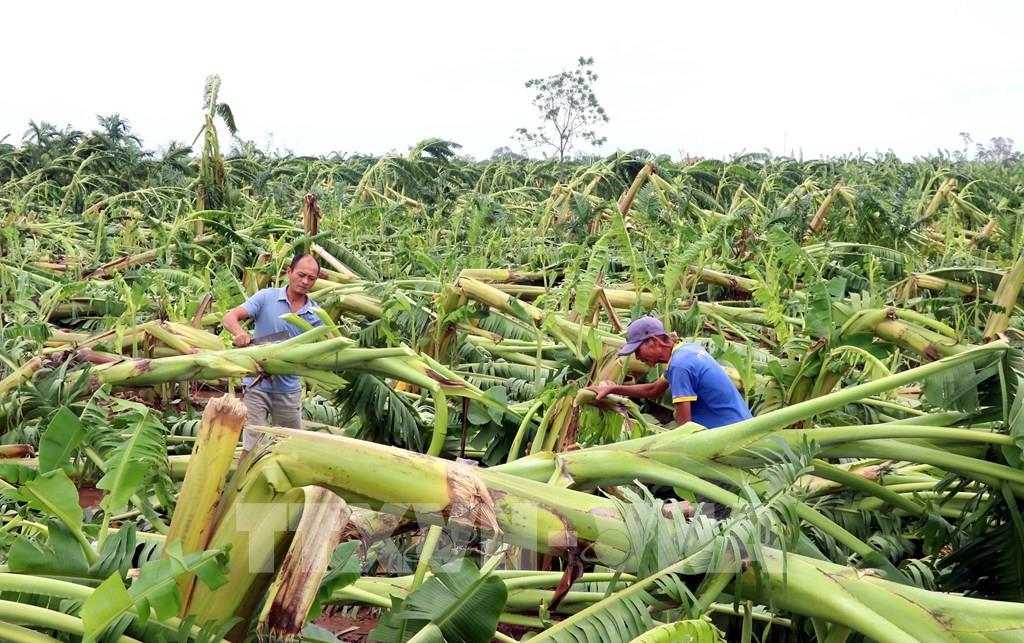Bộ NNPTNT họp khẩn hỗ trợ người dân khôi phục sản xuất sau bão số 3 - Ảnh 2.