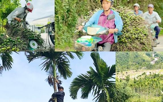 Người trồng cau Quảng Ngãi thắng lớn nhờ “mùa ngọt” hiếm thấy