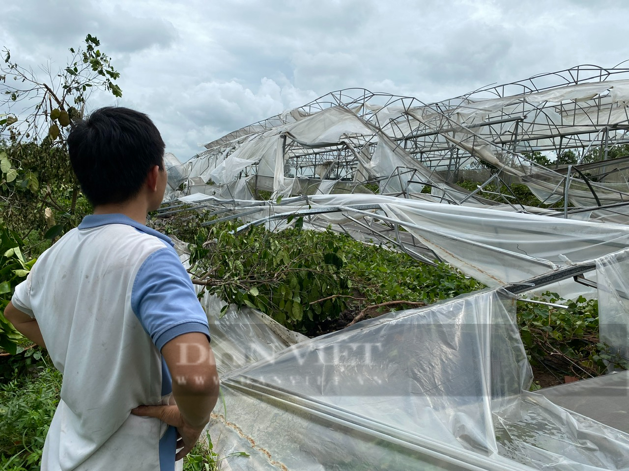Nhà màng, nhà lưới, bãi chuối… tan hoang sau bão, nông dân ở Bắc Ninh bị thiệt hại tiền tỷ - Ảnh 3.