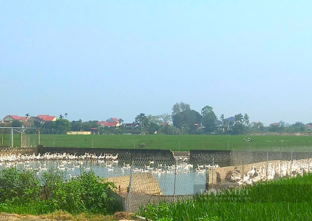 Nghệ An: Từ anh chàng chăn vịt chạy đồng, thành thương hiệu “vịt Nam Giang” nổi tiếng cả nước - Ảnh 5.