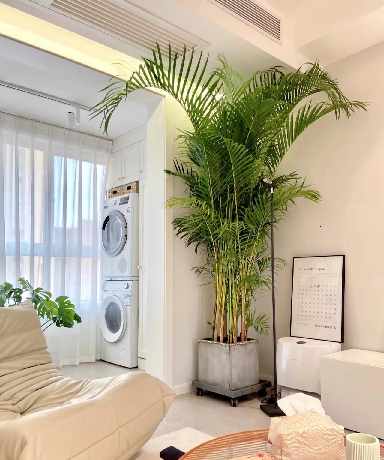Mùa đông, trồng 6 cây cảnh "dưỡng ẩm" trong nhà để bảo vệ sức khỏe, cả nhà không sợ ốm - Ảnh 3.
