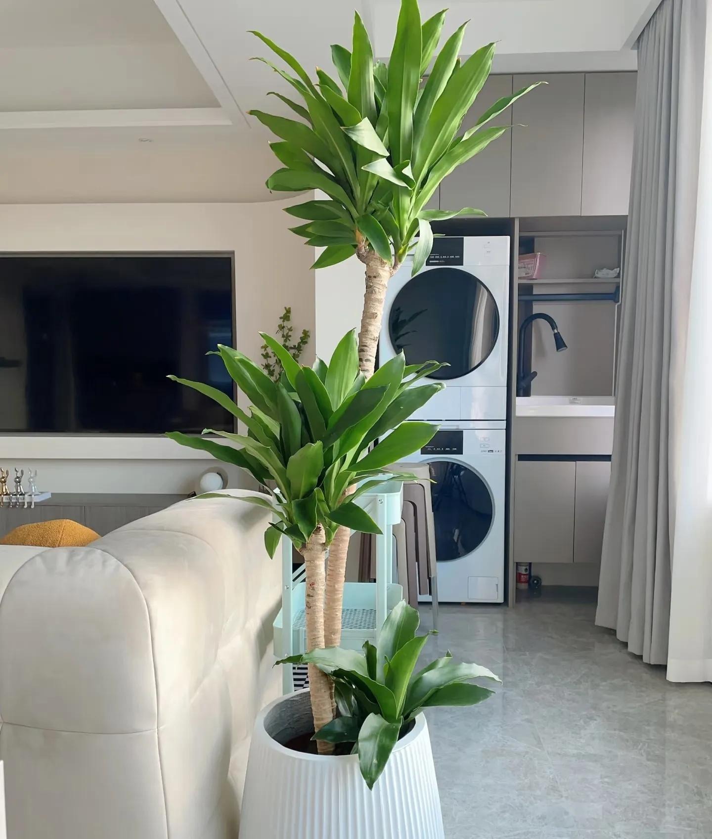 Mùa đông, trồng 6 cây cảnh "dưỡng ẩm" trong nhà để bảo vệ sức khỏe, cả nhà không sợ ốm - Ảnh 4.
