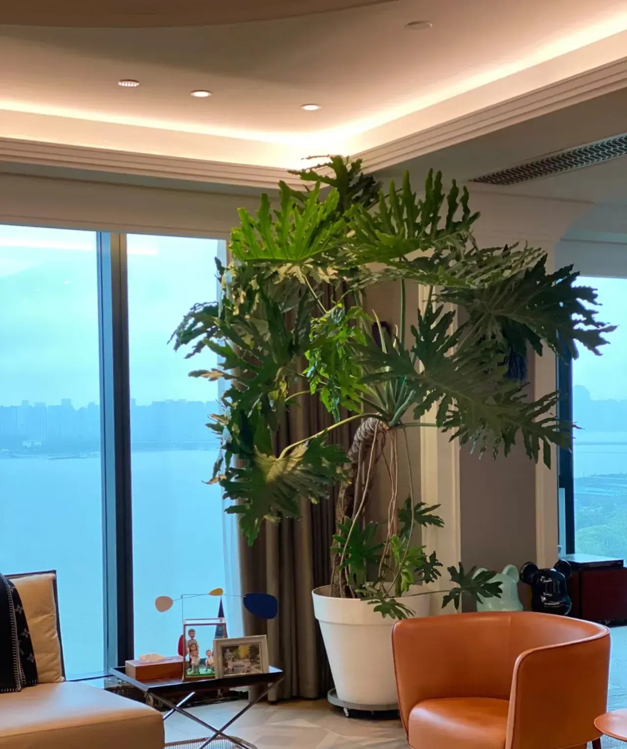 Mùa đông, trồng 6 cây cảnh "dưỡng ẩm" trong nhà để bảo vệ sức khỏe, cả nhà không sợ ốm - Ảnh 2.