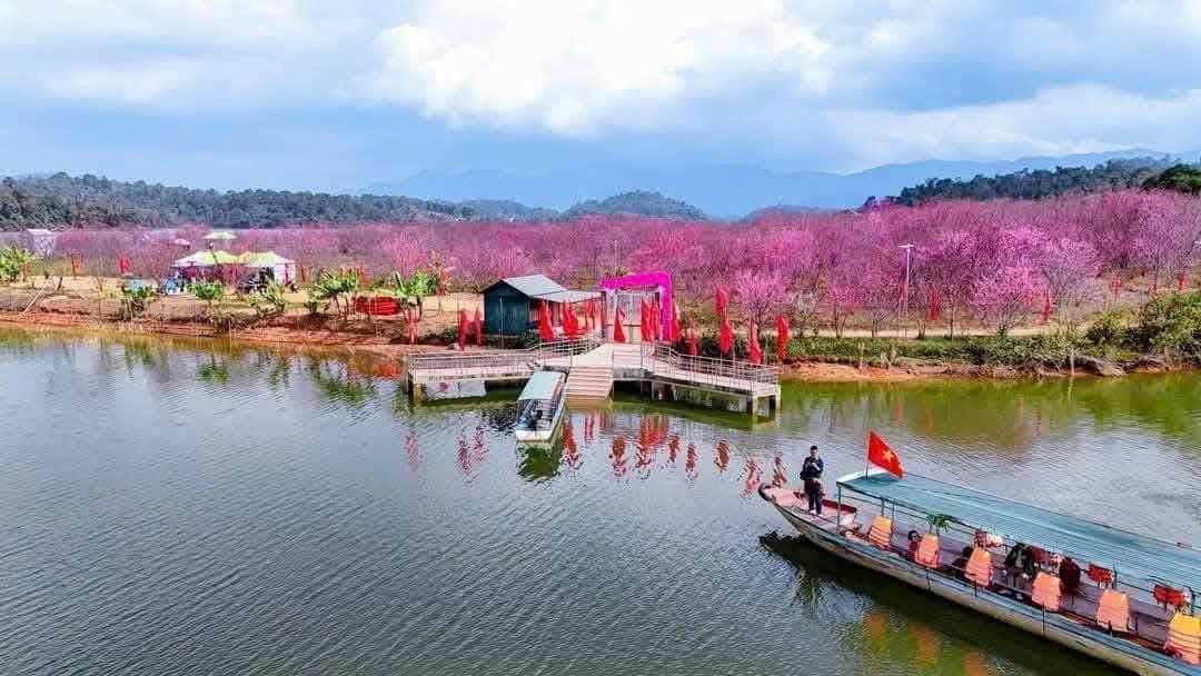 Rộn ràng ngày Hội Hoa Anh đào Điện Biên Phủ năm 2025- Ảnh 2.