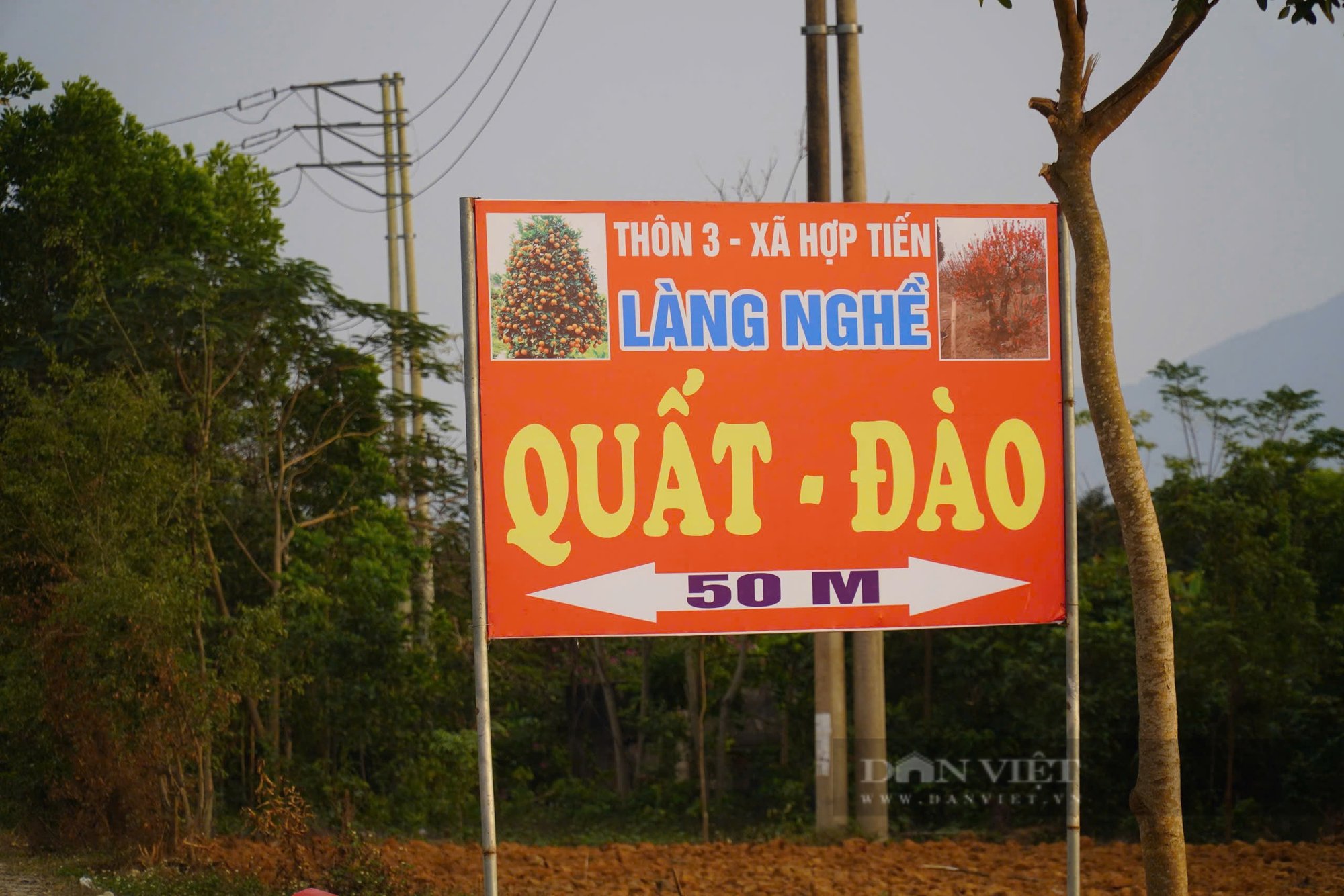 Nghề "phu" quất ở Thanh Hóa, kiếm nửa triệu đồng mỗi ngày - Ảnh 1.