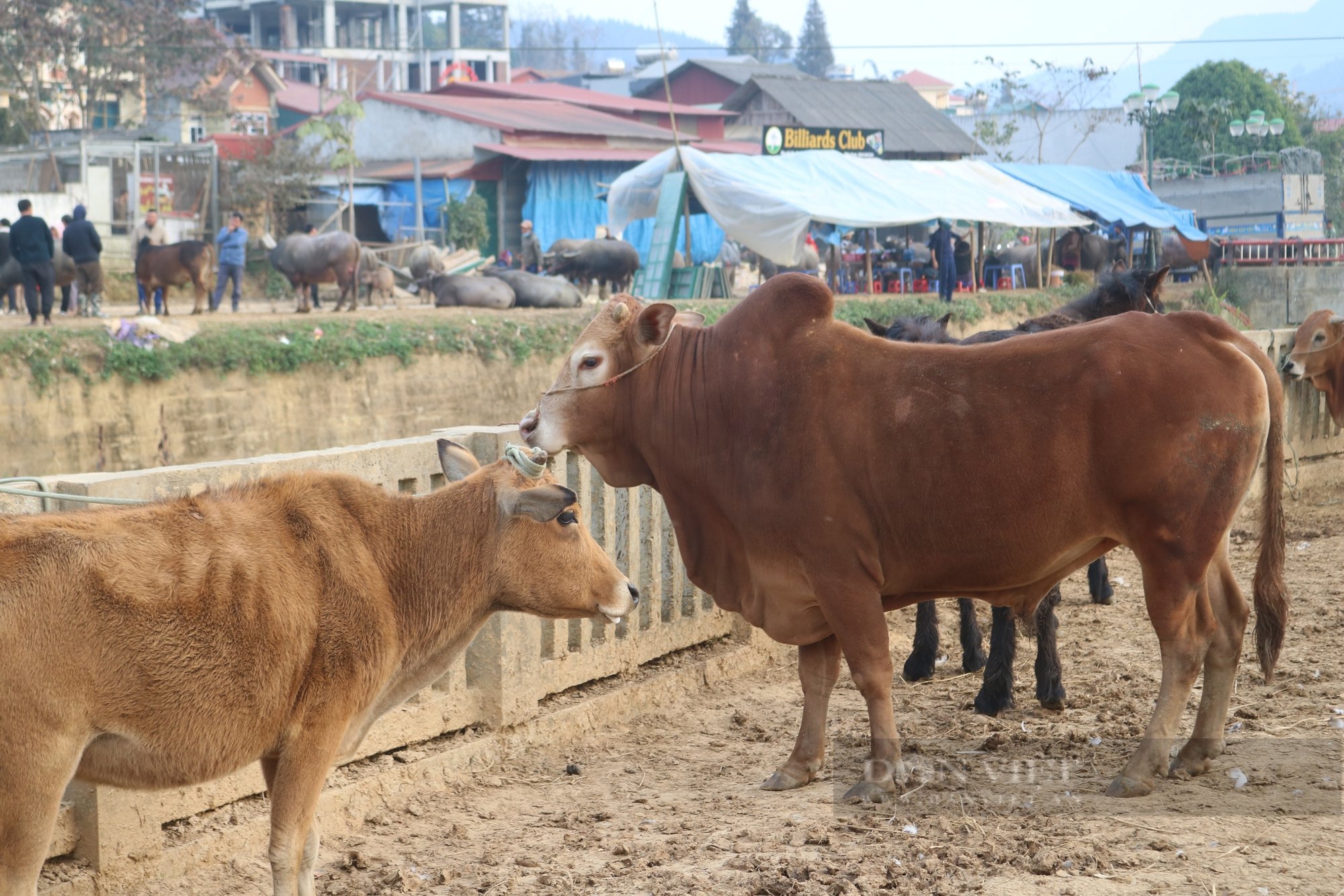 Chợ gia súc Bắc Hà "sàn giao dịch gia súc" có từ lâu đời của người dân vùng cao - Ảnh 6.
