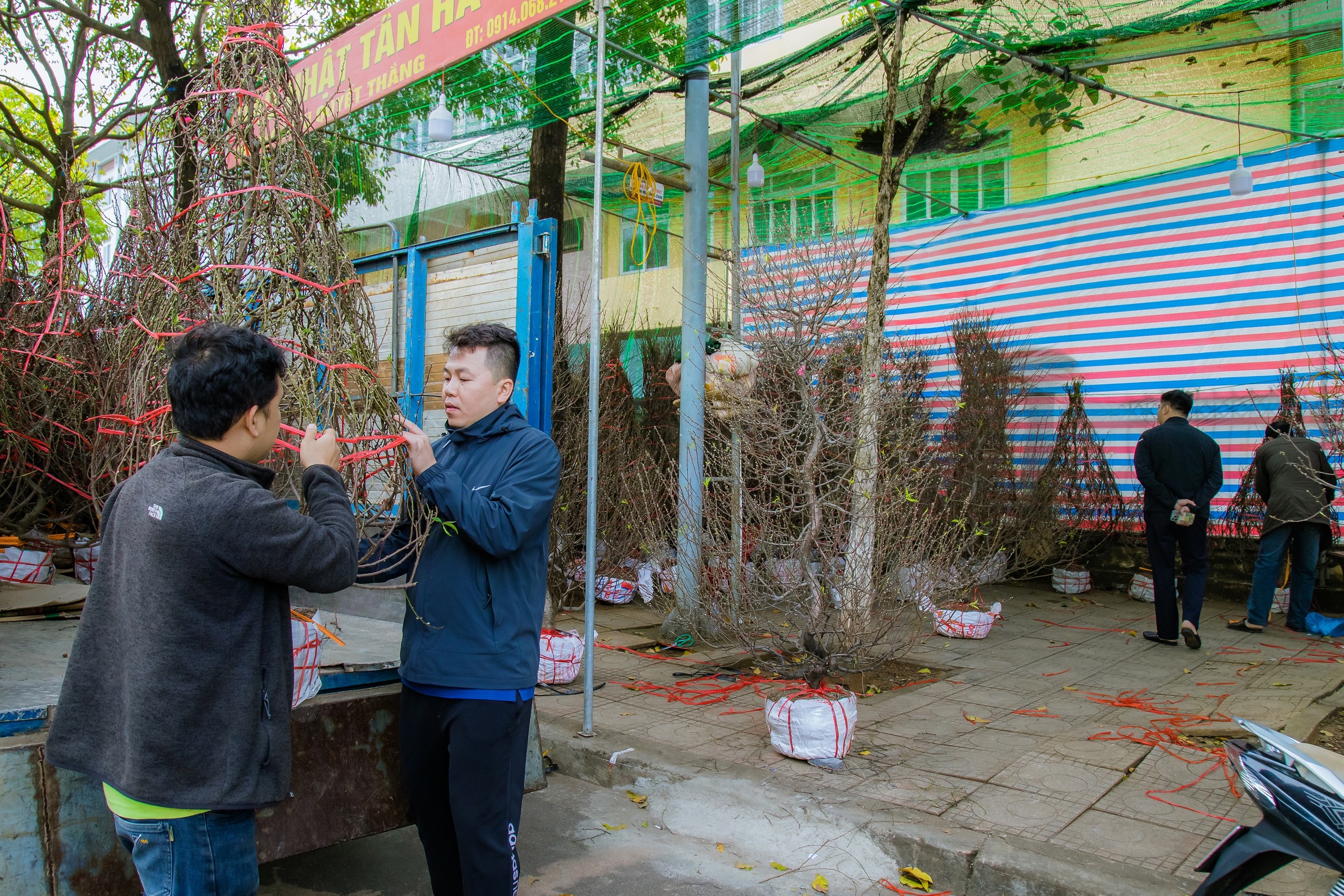 Đào Nhật Tân gốc to bự là cây cảnh mùa xuân đang gây sốt tại chợ hoa Buôn Ma Thuột ở Đắk Lắk- Ảnh 3.