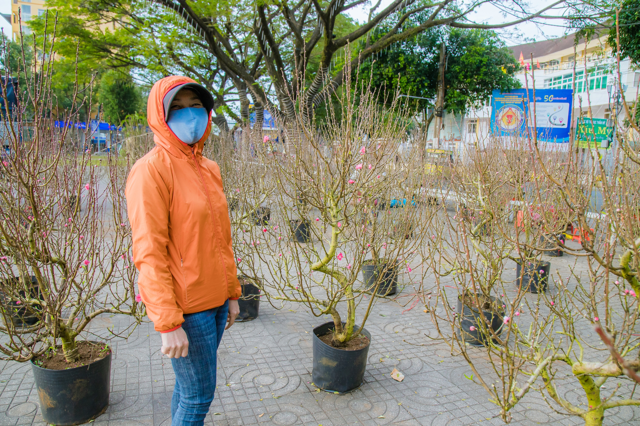 Đào Nhật Tân gốc to bự là cây cảnh mùa xuân đang gây sốt tại chợ hoa Buôn Ma Thuột ở Đắk Lắk- Ảnh 9.