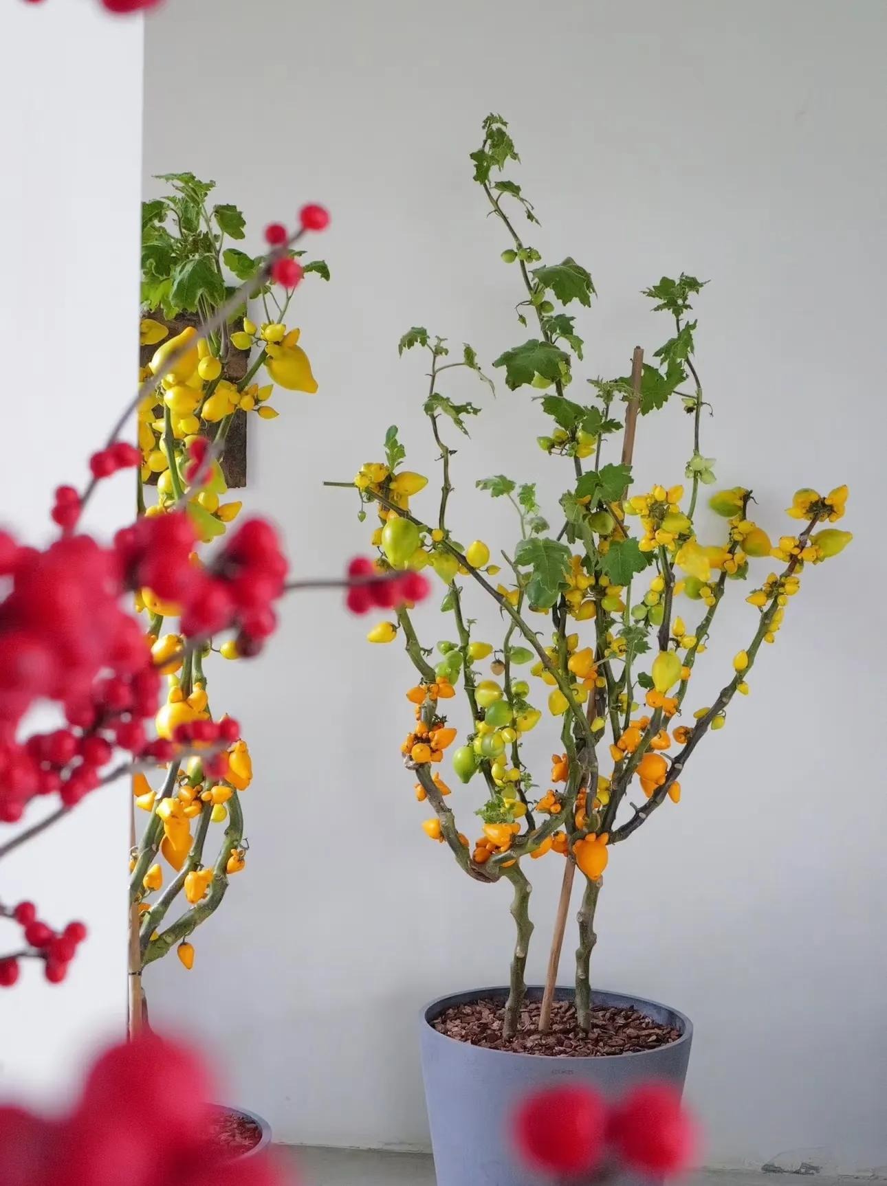 Tết Ất Tỵ, 5 cây cảnh cát tường người thông minh thích trồng, rực rỡ lễ hội, thu hút may mắn - Ảnh 11.