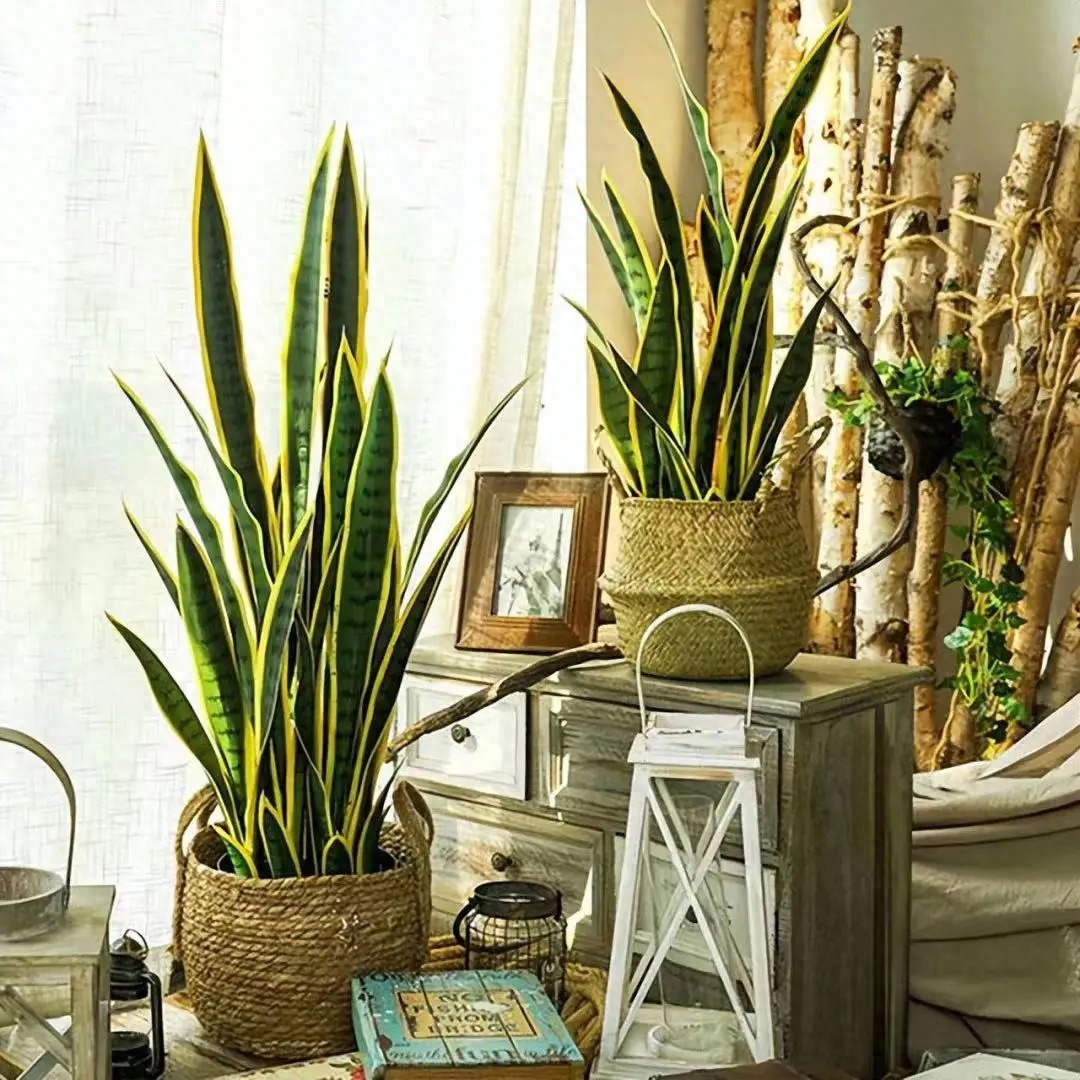 Tết Ất Tỵ, 5 cây cảnh cát tường người thông minh thích trồng, rực rỡ lễ hội, thu hút may mắn - Ảnh 8.