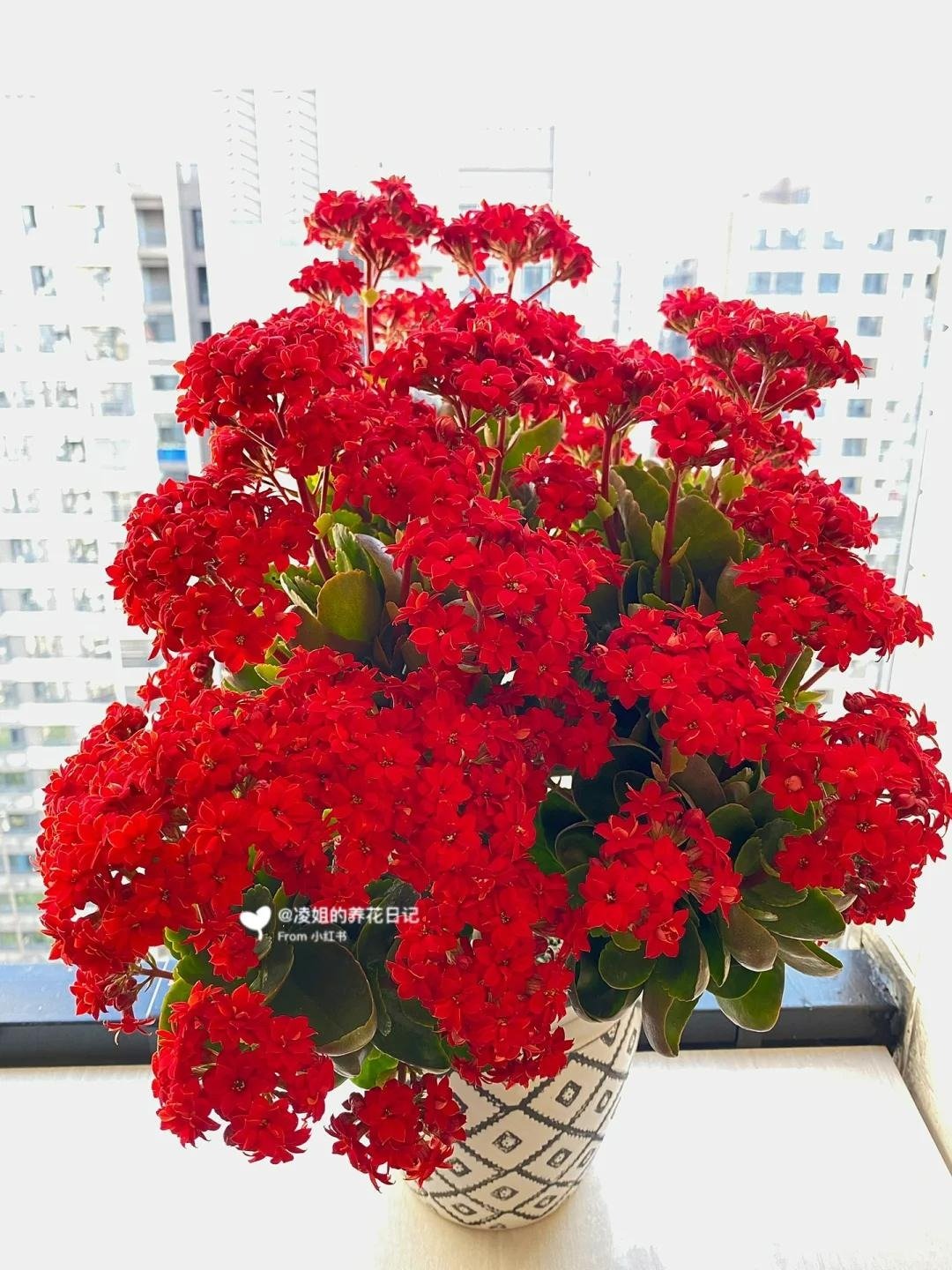 Tết Ất Tỵ, 5 cây cảnh cát tường người thông minh thích trồng, rực rỡ lễ hội, thu hút may mắn - Ảnh 3.