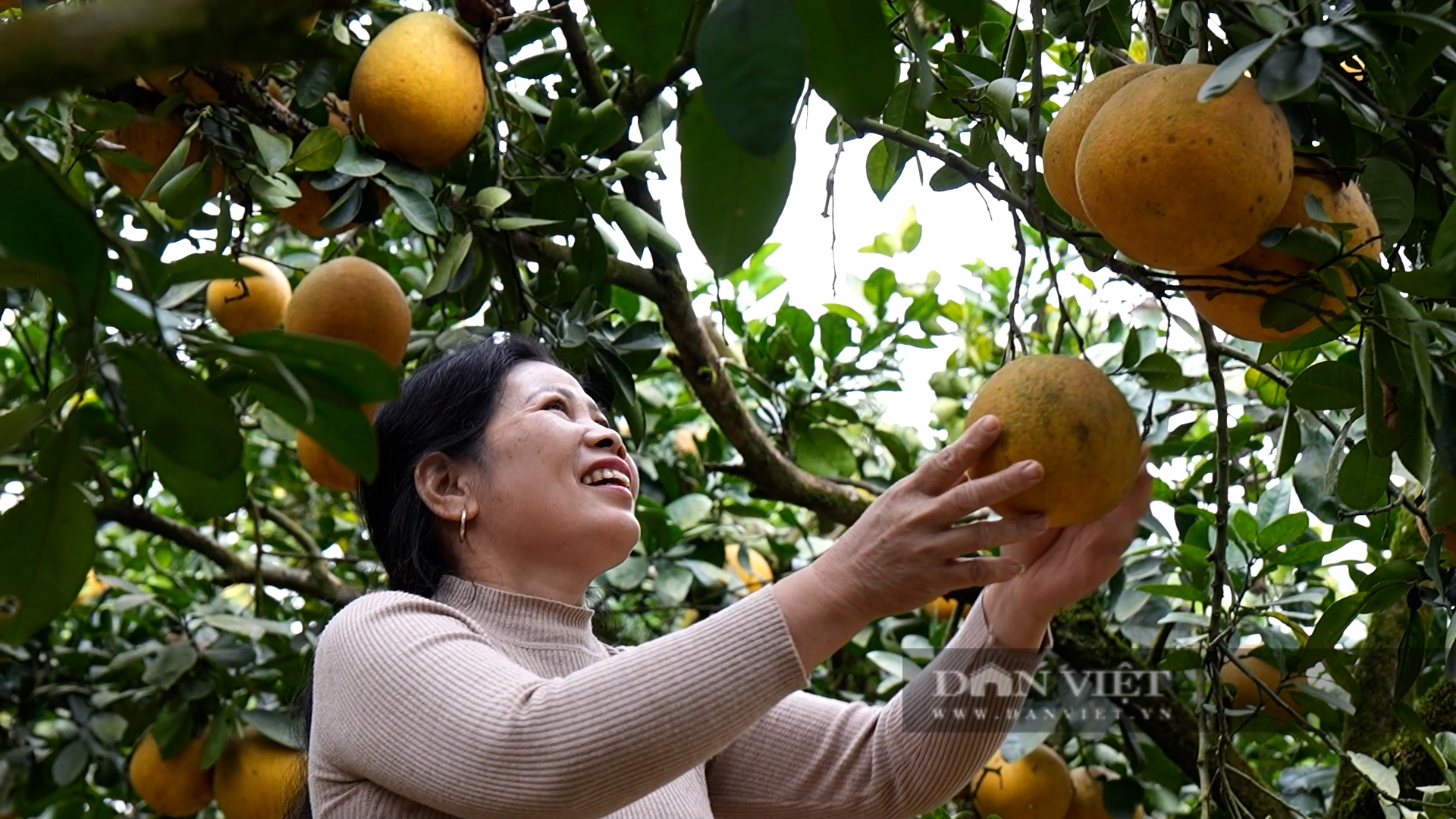Vùng bưởi Đại Minh tưởng chừng bị mất trắng do bão Yagi, nay nông dân phấn khởi hái quả bán tết - Ảnh 4.