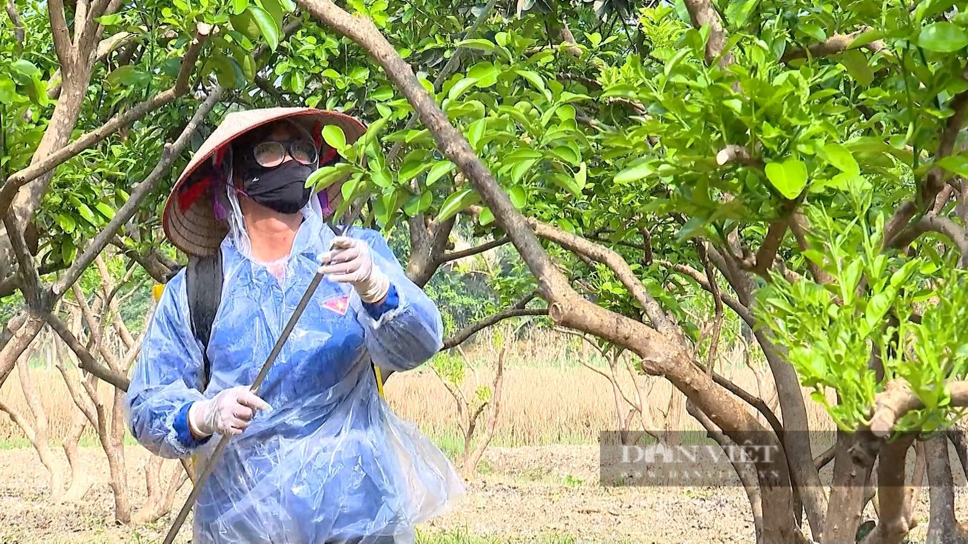 Vùng bưởi Đại Minh tưởng chừng bị mất trắng do bão Yagi, nay nông dân phấn khởi hái quả bán tết - Ảnh 7.